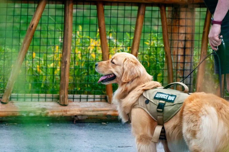 service dog walking beside his owner